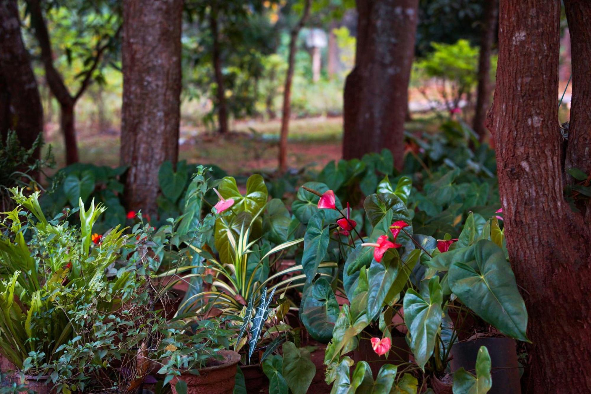 Senu Homestay Sigiriya Esterno foto